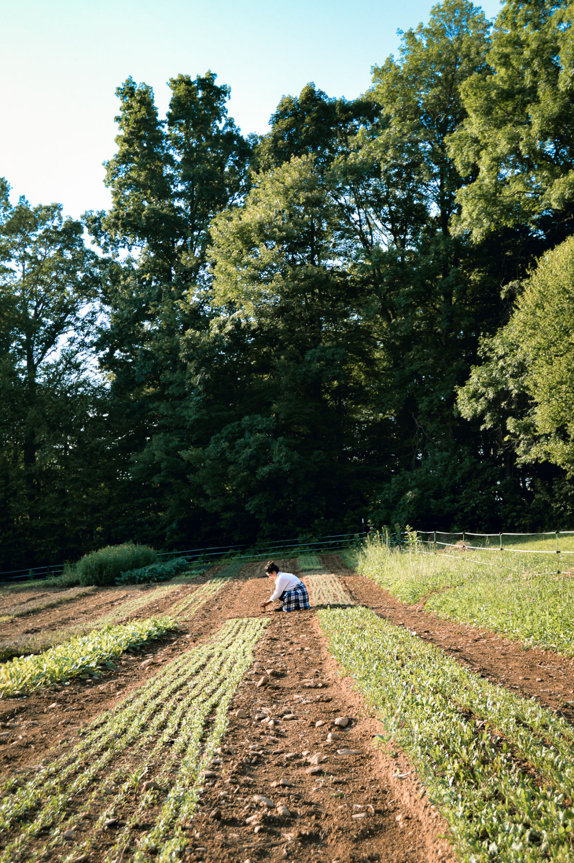 Mountainwise Farm